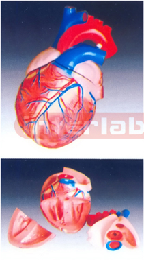 Jumbo Heart Model